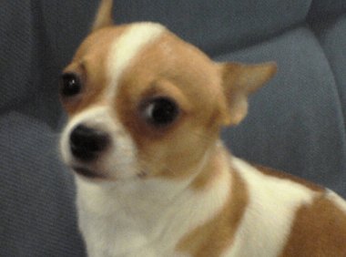 吉娃娃会咬人吗?咬人的话怎么改呢