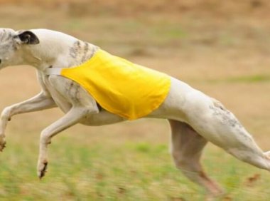 灵缇犬不听话怎么办，科学育宠不能忘