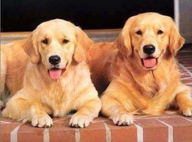 怎么看金毛纯不纯?七个方面对照筛选