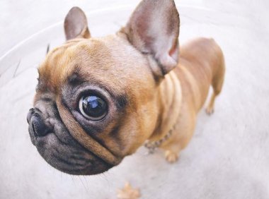 狗狗真菌皮肤病怎么治?试试这些办法