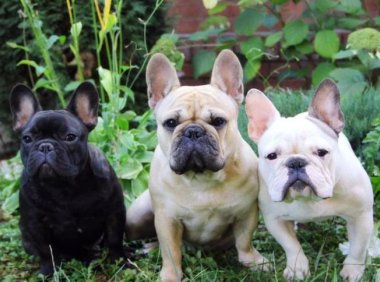 法国斗牛犬怎么看品相?四个步骤就搞定