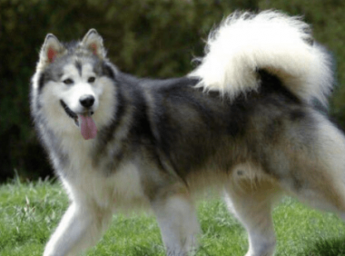 阿拉斯加吃什么好?只要是利于身体的都可以