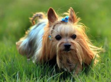 约克夏和泰迪哪个好?从这几个方面比较下就知道了