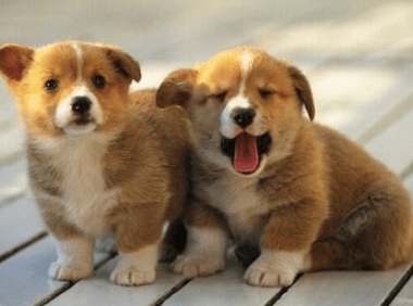 狗狗能活多少年 居然只有这么短的寿命!