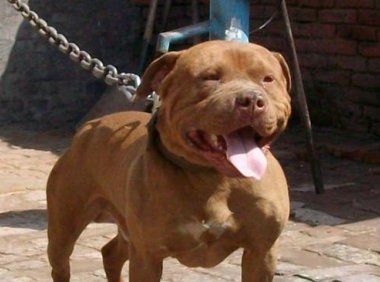 比特犬为什么见狗就咬？天生就是这种性格