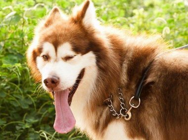 阿拉斯加小狗多少钱一只?详细的价格分析