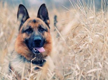 边境牧羊犬一天吃多少?根据阶段大致是这样的