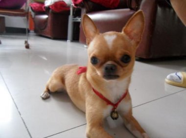 吉娃娃为什么那么凶?可能你对它不够好