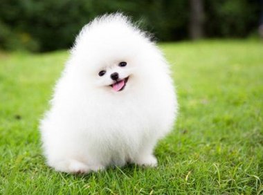 博美犬几个月成年,正常情况下都是有标准时间的