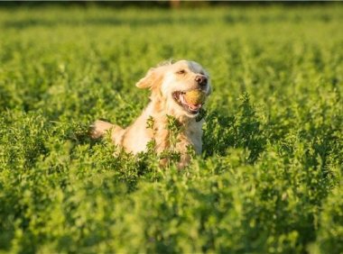 金毛狗怎么看纯不纯?三个方面来搞定它