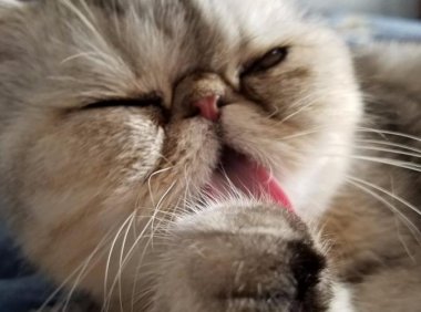 猫能吃狗粮吗？当然是不可以的