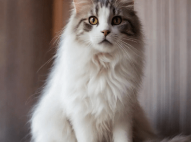 猫咪干呕、声音沙哑的潜在原因