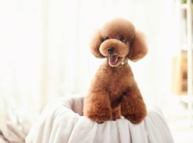 泰迪几个月算成年犬了?比人类要少10倍时间