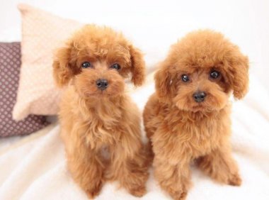 贵宾犬可以喝牛奶吗?根据这几个情况来