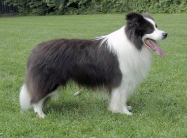 边境牧羊犬怎样训练上厕所，智商高的狗子也要这样来