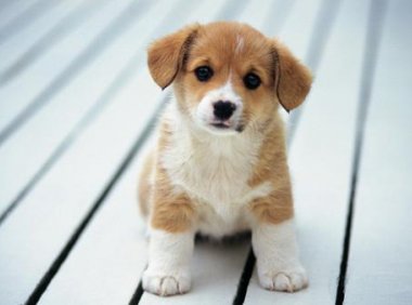 狗狗中毒的症状?这些都是很明显的