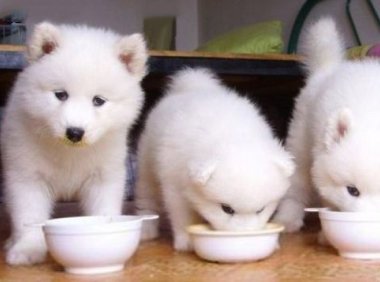 萨摩耶吃什么狗粮好 宠物专家教你正确选择