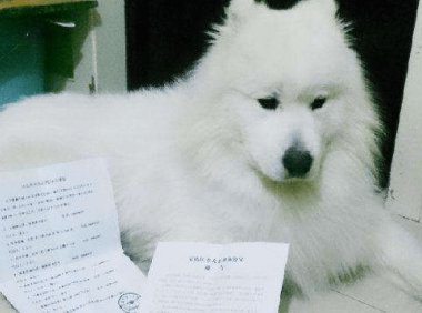 萨摩耶需要打什么针，各种疫苗不可少