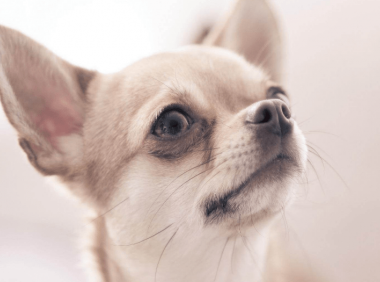 怎么训练吉娃娃,宠主速成方法在这里