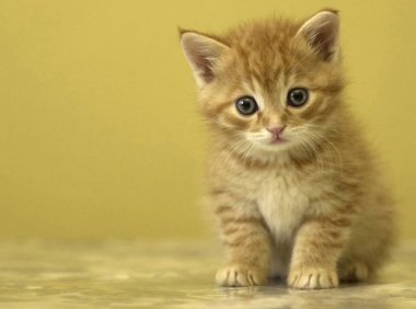 猫吃什么猫粮好?根据猫的习性来吧