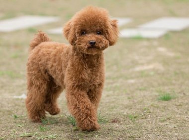 狗有跳蚤怎么办？这几招你得学着点