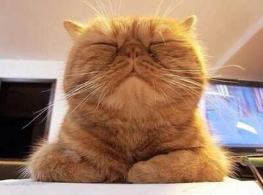 猫一直叫是怎么回事?这些原因清楚吗