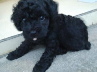 黑色泰迪怎么看纯不纯？这几点记住了