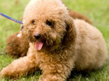 狗狗好像有哮喘怎么办?这些方面都要注意