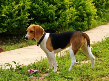 如何训练比格犬?打骂肯定是行不通的