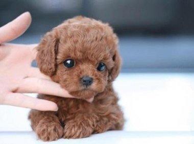 泰迪毛色变浅怎么办?先从这几个方面找找原因