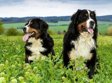 伯恩山犬为什么养的少,原因居然是这样的