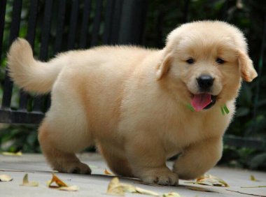 金毛幼犬怎么训练大小便?几乎所有的狗狗都这样训的