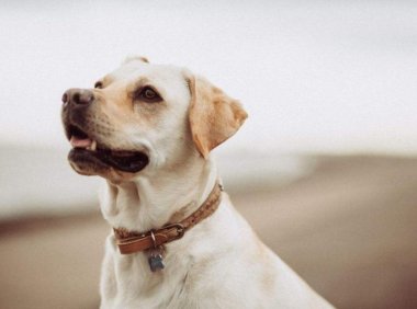 狗狗黑色的便便是怎么回事?可能是这些原因