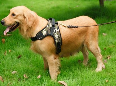 拉布拉多爱打架怎么办？你该这样去管教一下