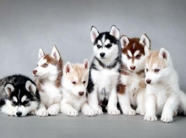 哈士奇吃什么好?必备的喂养知识