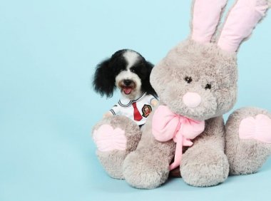 狗狗能喝豆浆吗？适当的喝点还是可以的