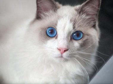 猫咪体内驱虫多久一次?一般要一个月一次