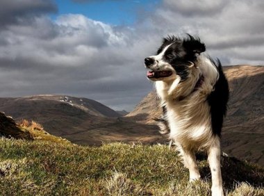 狗狗得了细小怎么办?从这几个方面解决