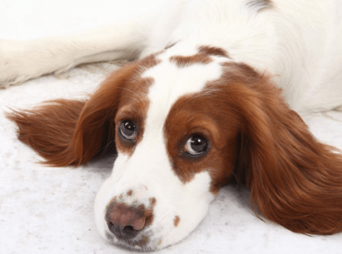 史宾格犬训练方法 小妙招来帮你啦~