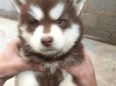 阿拉斯加不爱吃狗粮？试试这些办法