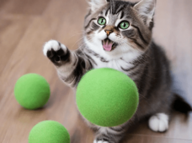 猫薄荷球可以一直给猫玩吗