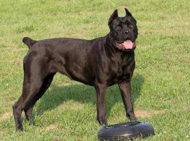 卡斯罗与菲勒体型谁大,小卡和小菲的世纪之争