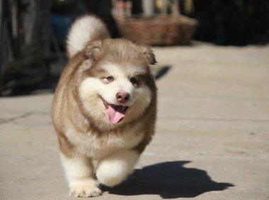 阿拉斯加成年犬一天吃多少?你有没喂多了