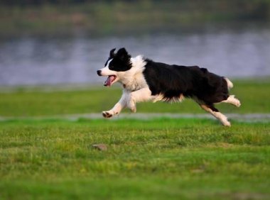 边境牧羊犬换毛要多久,正常情况下就这这个月