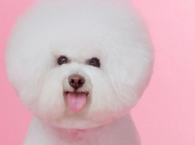 比熊犬泪痕怎么去掉?用纸擦可以么