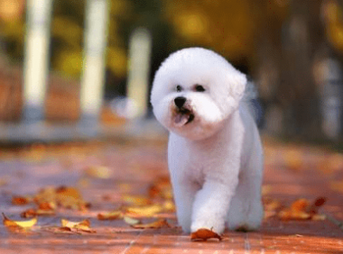 比熊犬一天喂多少,这些禁忌你不得不看