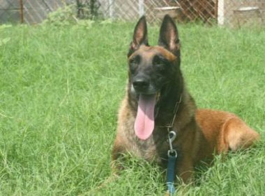 怎样训练马犬?训养计划很重要