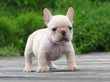 怎么训练法国斗牛犬?狠得下心,拉的下脸