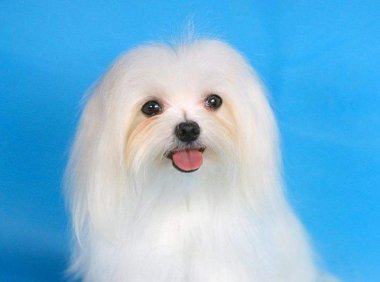 马尔济斯犬智商,美貌与智慧并存