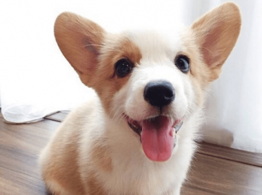 如何挑选柯基幼犬? 学会这些技巧超实用